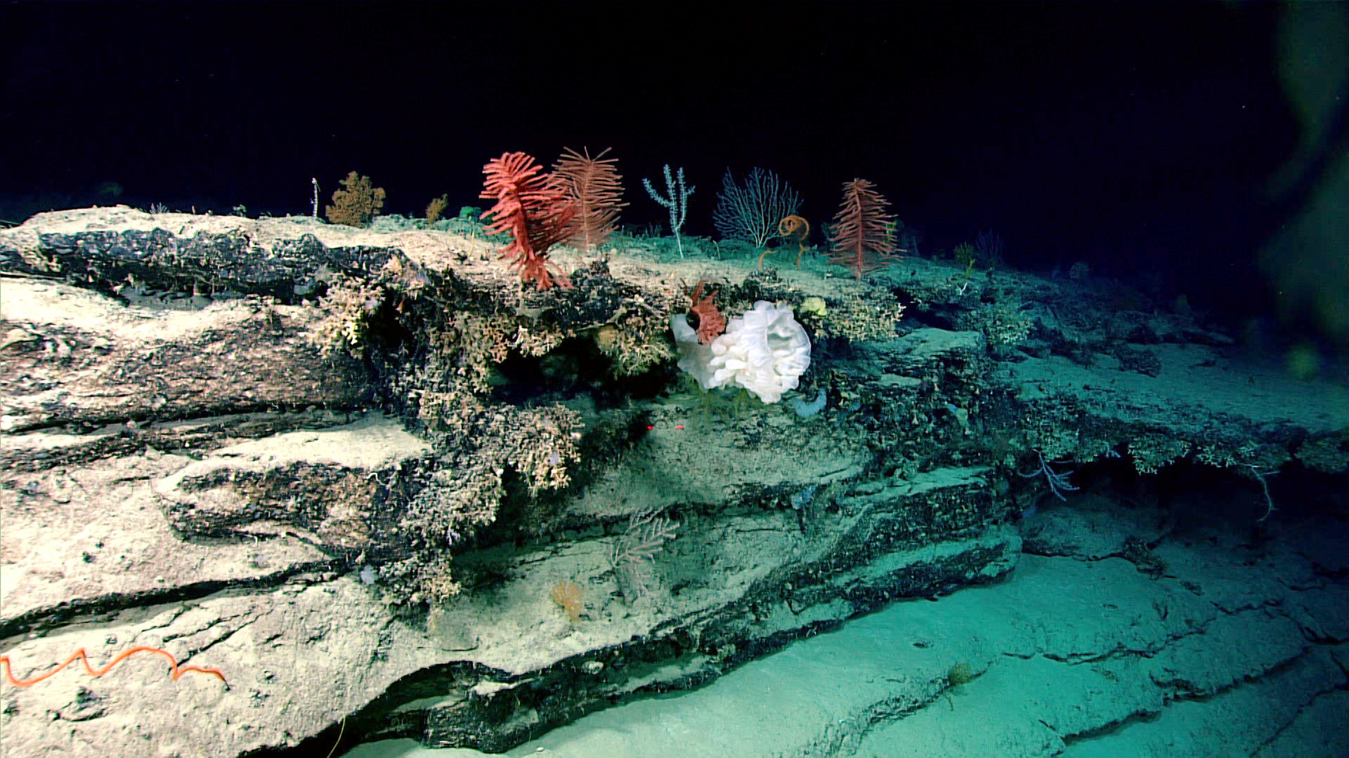 Windows to the Deep 2018: Exploration of the Southeast U.S. Continental Margin
